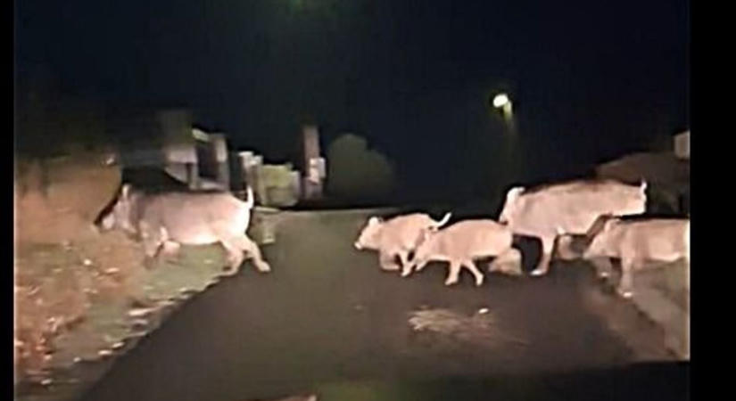 Vaddisznókonda bukkant fel a vasi város egyik utcájában - videó