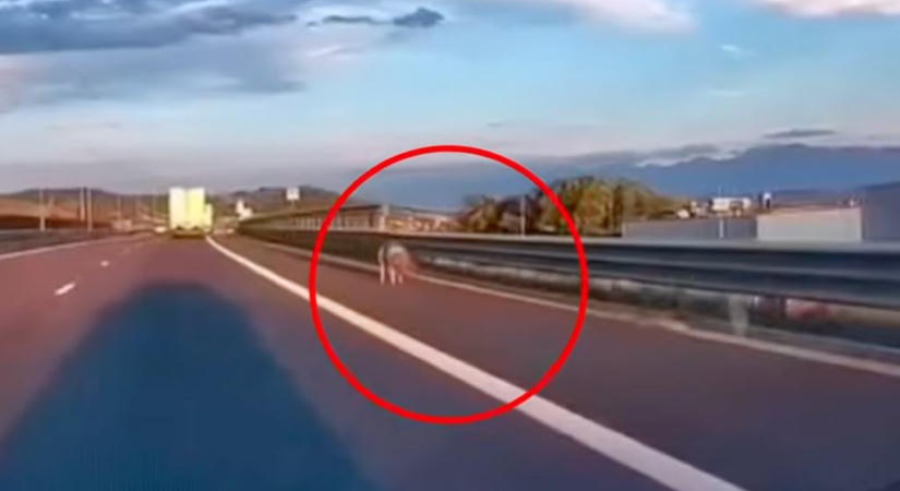 Micsoda disznóság: elhagyta a malacot az autópályán, megbírságolták a román sofőrt