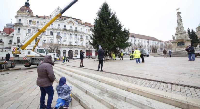 Akár a te fenyőd is díszítheti Pécs főterét karácsonykor