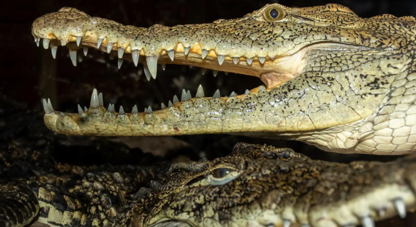 Bíróság állította meg a krokodilokkal őrzött börtön tervét Izraelben