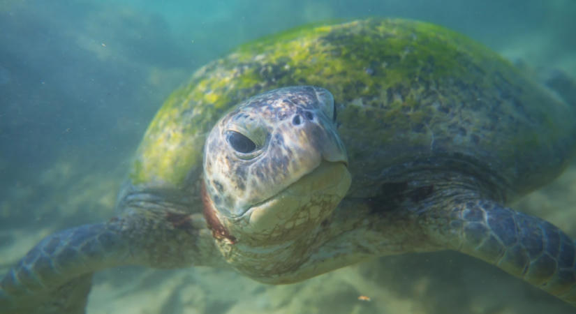70 kilós harapós teknős tartja félelemben a horvát strandolókat