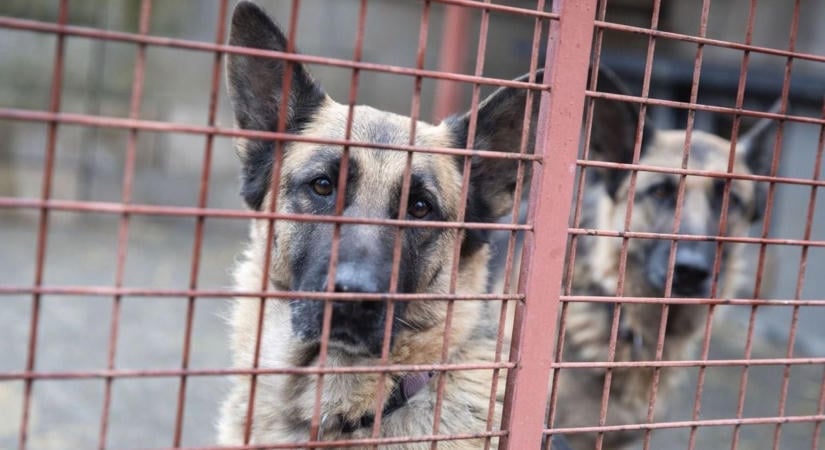 Teljesen elveszítette a fejét a férfi a menhelyen, végül a rendőrséget is megfenyegette a kutyái miatt