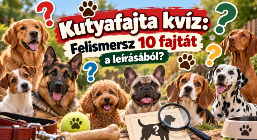 Kutyafajta kvíz: Felismersz 10 fajtát a leírásából?