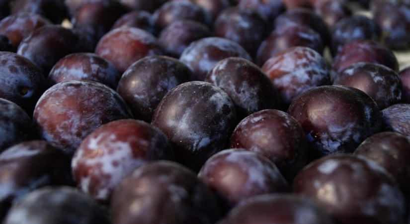 Karleuša annyit kap a fellépéséért, amennyiért egy szilvaszedő 800 napot dolgozna