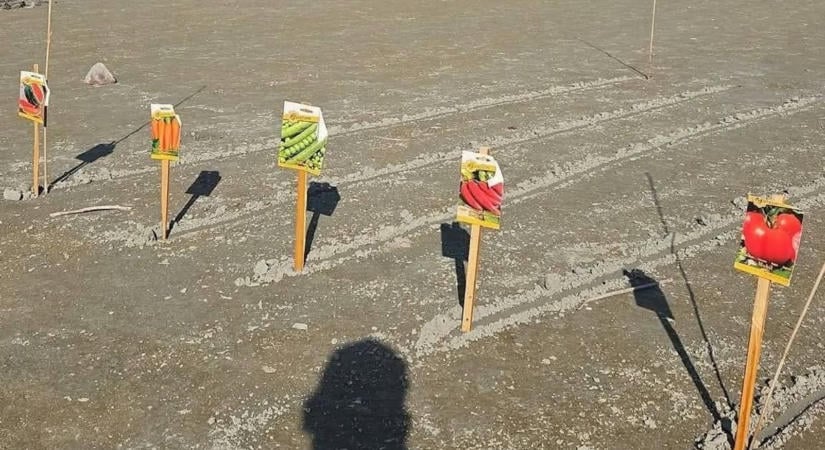 Durva fotó a Balatonról: a siófoki nagystrandon valaki veteményest csinált a kiszáradt tómedréből