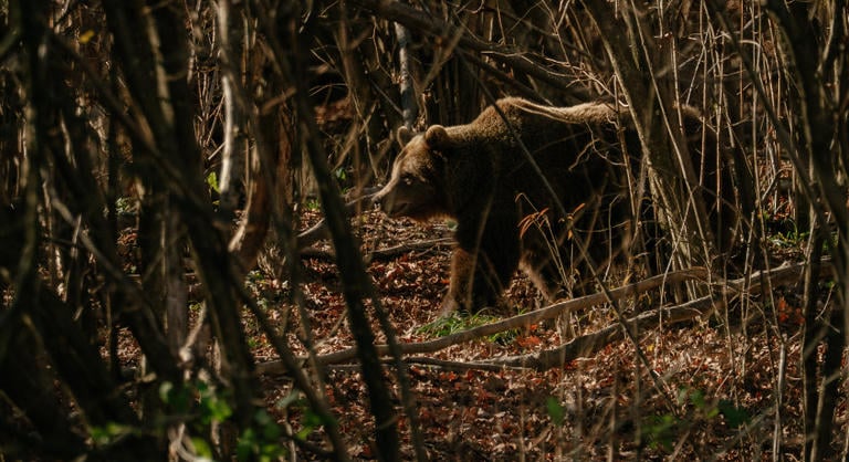Gyerekével iskolába tartó nőre támadt egy medve a háromszéki Bodokon