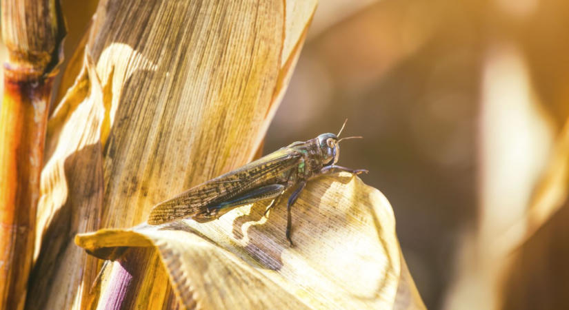 Megjelentek a nem várt kártevők, lépett a hatóság