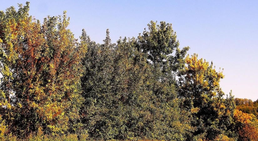 Sárgulás Zalában – már az ősz színei festik a tájat, de van, ami aggodalomra ad okot (galéria)