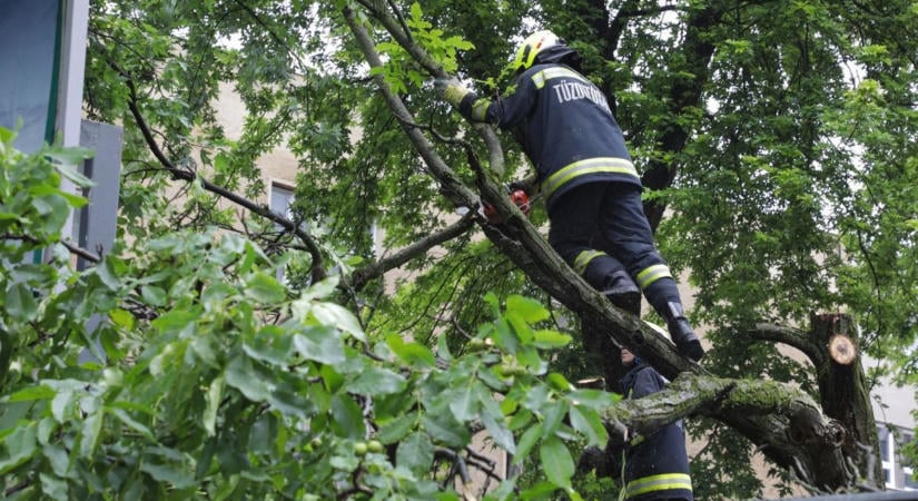 Fenyőfa dőlt az útra Gersekarát közelében