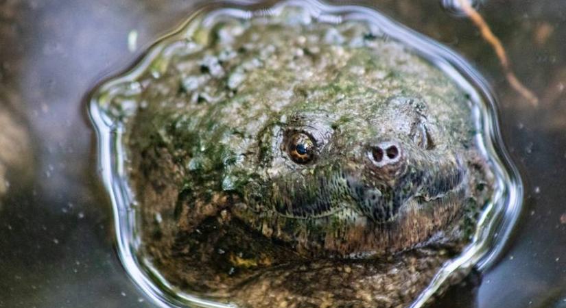 Agresszív egzotikus ragadozót fogtak a Balatonban: emberre is veszélyes lehet