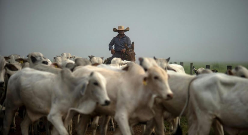 Brazília lenyomta az amerikai steaket és nem is tervezi visszaadni az első helyet a marhahúspiacon