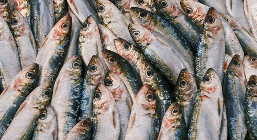 A 148 elemzett tonhalkonzerv közül egyetlen márkában nincs higany: abban, amit a Lidlben árulnak