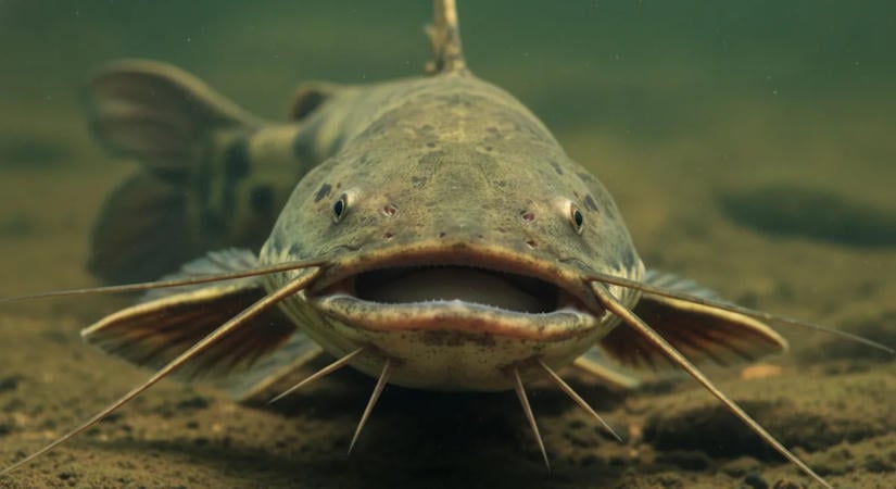 Nem mindennapi fenevadat fogtak Magyarországon – fotó