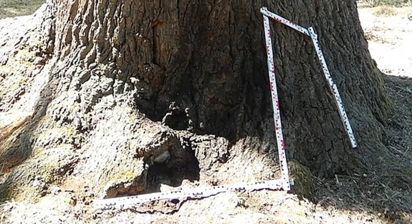 Benzinnel locsolta körbe, majd fel akarta gyújtani Nagykőrös 400 éves ikonját