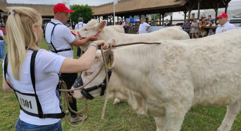 HÓD Expo néven szervezik a következő Alföldi Állattenyésztési és Mezőgazda Napokat Vásárhelyen