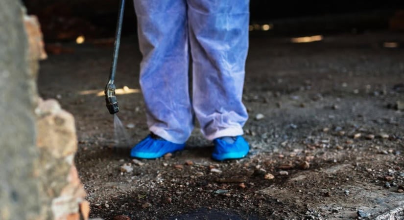 Irtják a csótányokat a pécsi belvárosban