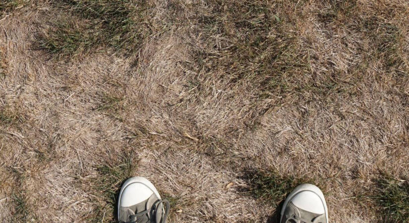 Halott vagy csak nyugalmi állapotban van a bebarnult gyep? Így lehet könnyen eldönteni