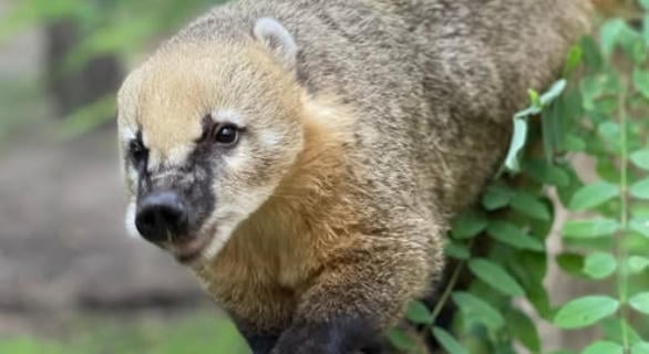 Ormányos medvét fogtak a Börzsönyben