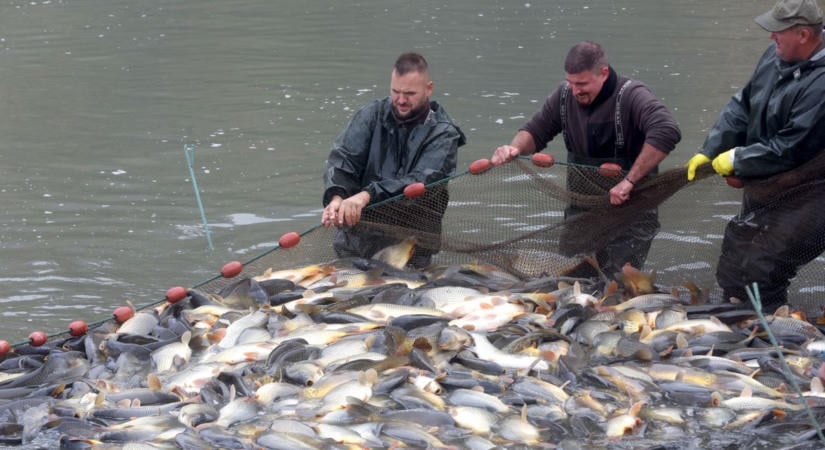 Jó hír a horgászoknak, több mint száz mázsa hal került a Desedába Orciból! (GALÉRIAVIDEÓ)