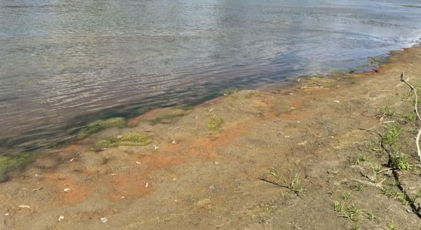 Súlyos környezeti katasztrófa vagy puszta természet – különös dolgokat mosott ki a Tisza