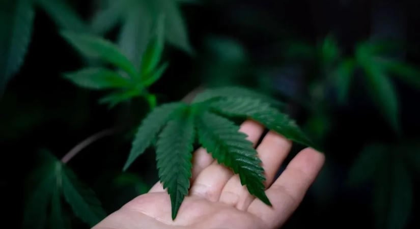Furcsa kapcsolatot találtak egy ismert drog és az erőszak között