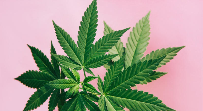 Döntöttek: Ez derült ki az orvosi kannabisz bevezetéséről