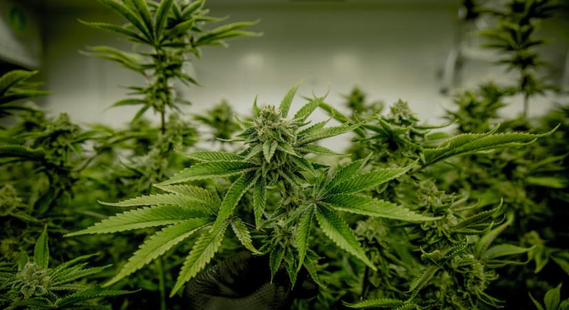 Majzik Balázs: intenzíven megjelent a kokainhasználat, a kannabisznak új változatai is lettek