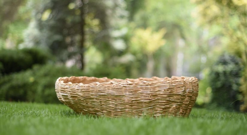 Üres kosarat kaptak az idei nyártól a bakonyi gombaszedők, ám még berobbanhat az őszi szezon (képek)
