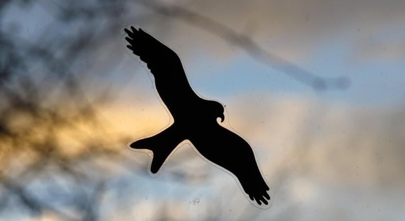 Madár alakú szellemfolt jelent meg az ablakodon? Valószínűleg valódi ütközés nyoma