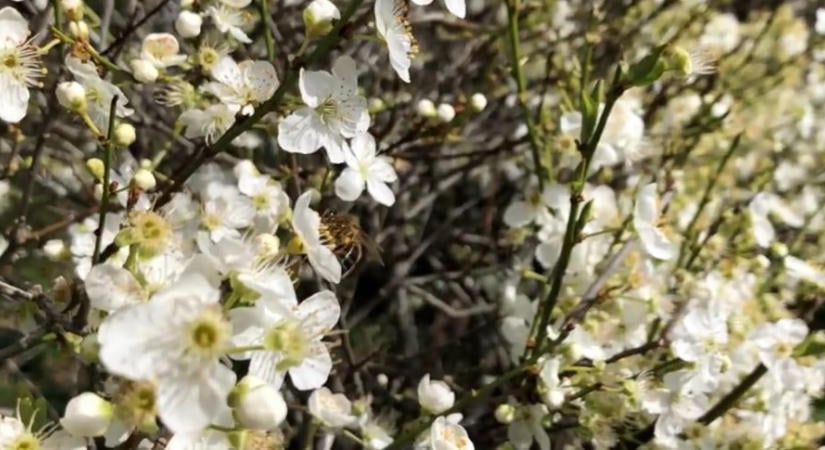 Kerítés helyett is megfelel ez a méltatlanul kevésre tartott növény