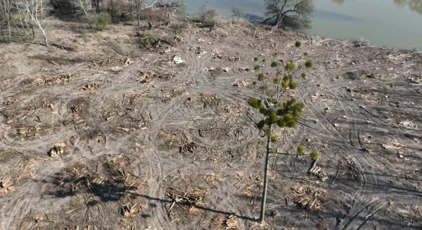 Fokozottan védett területen vágtak ki fákat a Szigetközben, Szabó Rebeka feljelentést tesz az ügyben