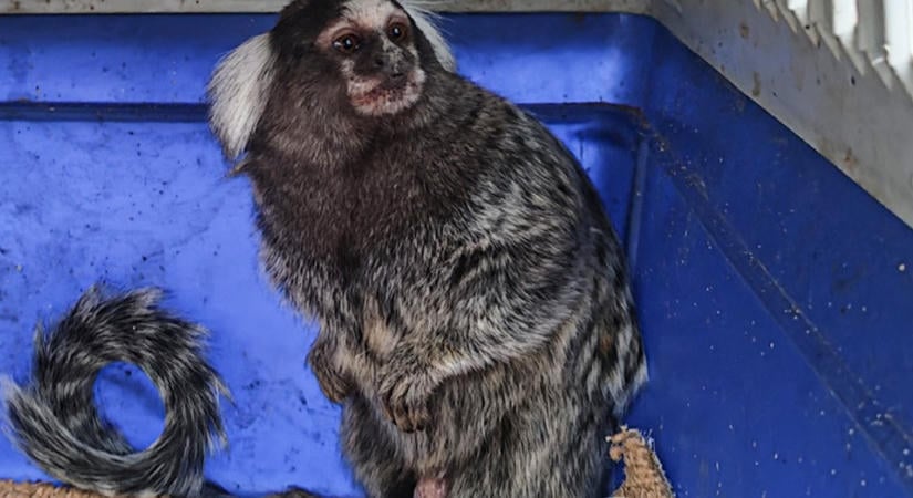 Korábban tigriskölyköt, most selyemmajmot találtak egy tiszafüredi férfinél