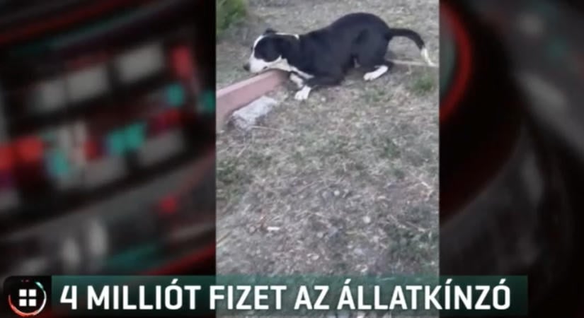 Négymilliós büntetést szabtak ki egy nógrádi férfira, aki hevederrel verte a kutyáját
