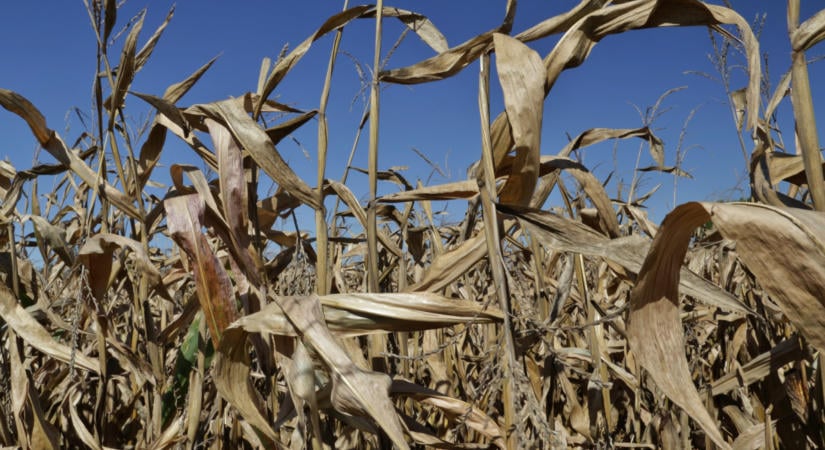 Kőkemény jövő előtt a magyar agrárium: aki nem változtat, végleg kiszorulhat a piacról