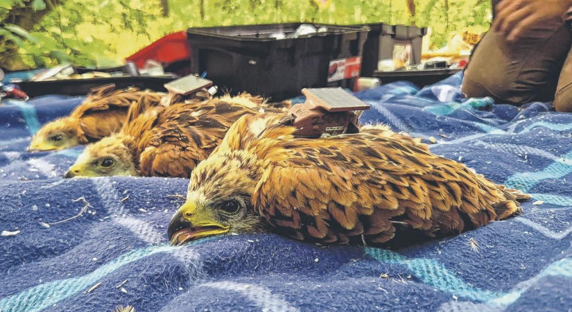 Négy vörös kánya fióka "hátizsákkal"