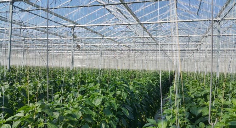 A jövő üvegháza már nemcsak növényt termel