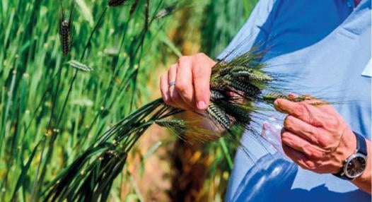 Könnyebben elérhető lehet a bio kenyér