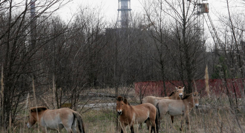 Megváltozott a csernobili állatok viselkedése az orosz invázió idején