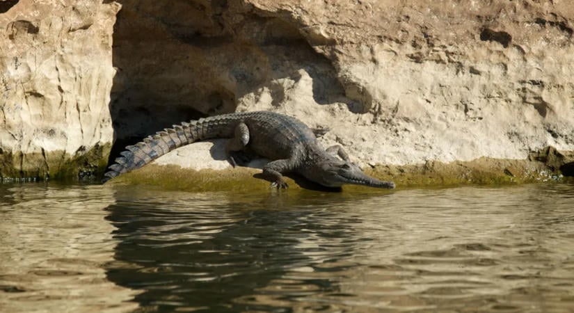 Krokodil? Nem gond! Alkalmas az olimpiai kajak-kenu verseny megrendezésére a tervezett helyszín