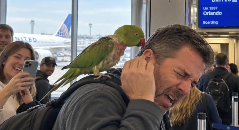 Papagáj a pácban! Rátámadt az utasokra a chicagói repülőtéren, órákig nem tudták befogni