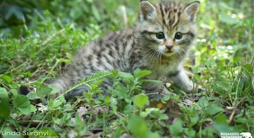 Sorsfordító pillanat a Börzsönyben: tisztavérű vadmacska kölyköt találtak