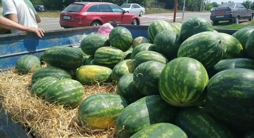 Helyben termett dinnyét tessék! - Óvatos derűlátás a gazdák körében