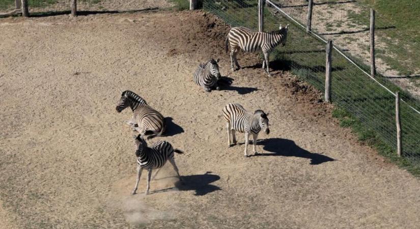 Hadházy Ákos két hatvanpusztai zebracsikóról tett közzé képeket