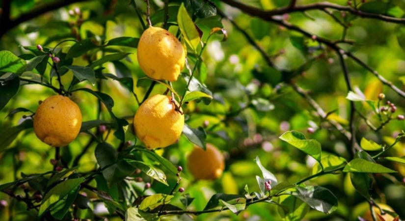 Citrus a burgonya helyett? Új utak a változó klímában