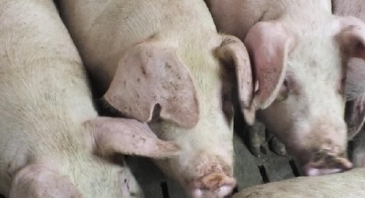 Vascsővel vert agyon két sertést Hajdú-Biharban: felelnie kell tettéért