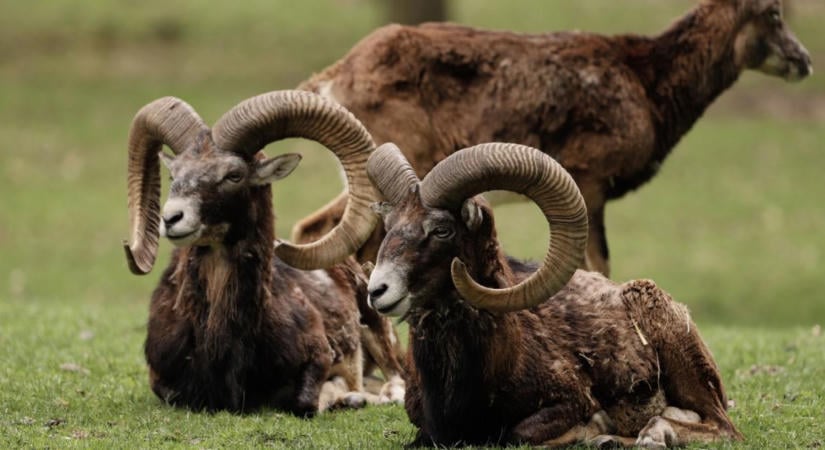 Szeptemberben több vadászati szezon is új szakaszba lép