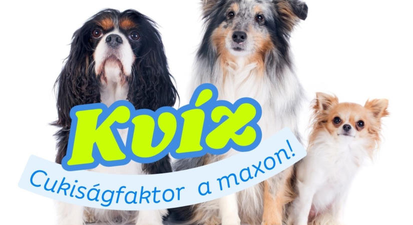 Kvíz: Cukiságfaktor a maximumon! Kifog rajtad ez a szőrös kihívás?