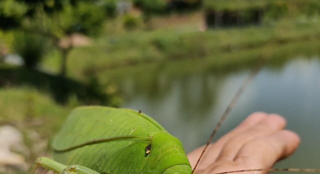 A dobhártya szaggató giga szöcske garantáltan a frászt hozná rád