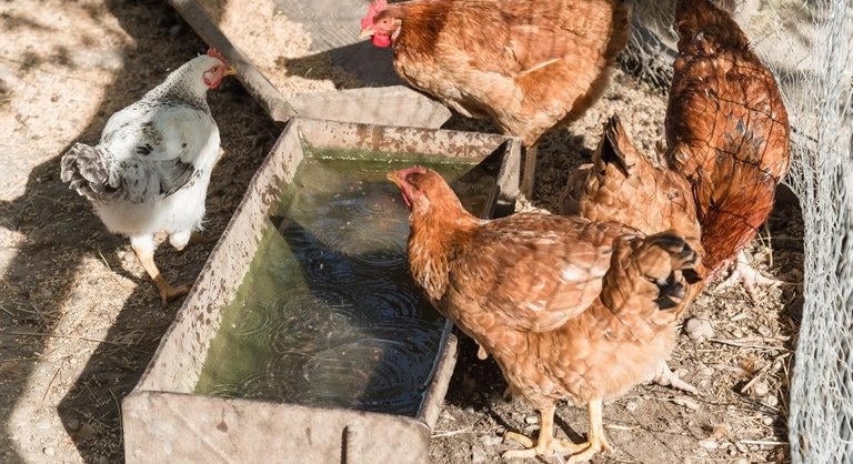 Megelőző intézkedések léptek érvénybe Vásárhely térségében is a madárinfluenza miatt