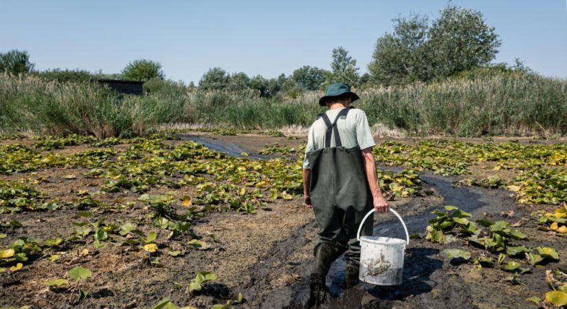 Semmivé lett ezerhektárnyi víz: a kiszáradás szélén álló Kolon-tónál jártunk